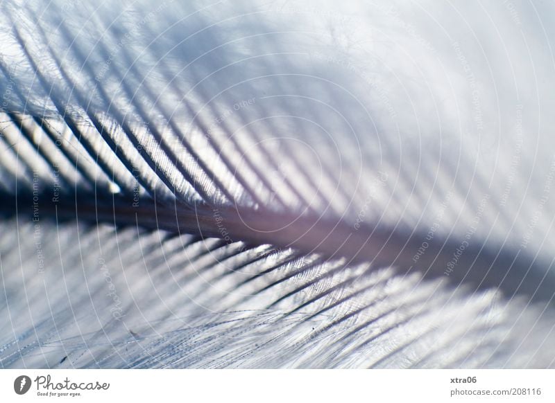 xtra mag feather :) Feather Esthetic Delicate Fine Blue Blur Retroring Colour photo Close-up Detail Macro (Extreme close-up) Pennate Gray Structures and shapes