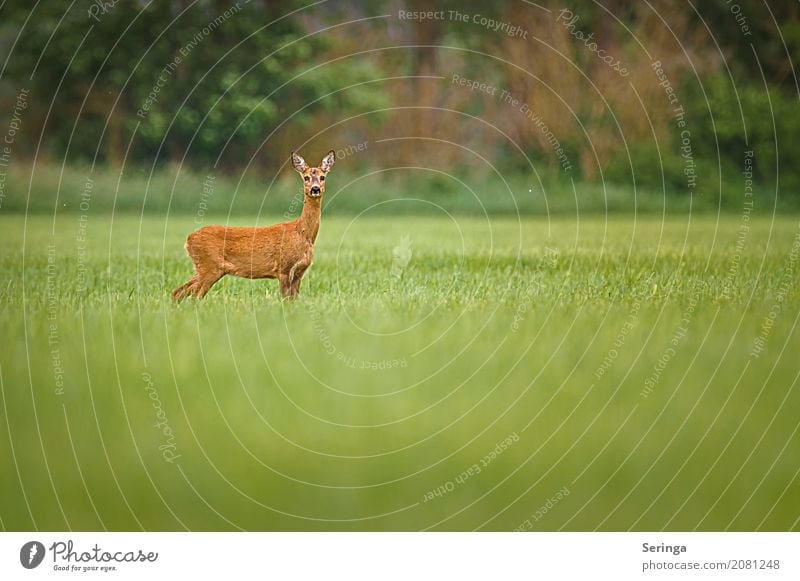 in pose Environment Nature Landscape Plant Animal Grass Meadow Field Forest Wild animal Animal face Pelt 1 Observe Roe deer Female deer Colour photo