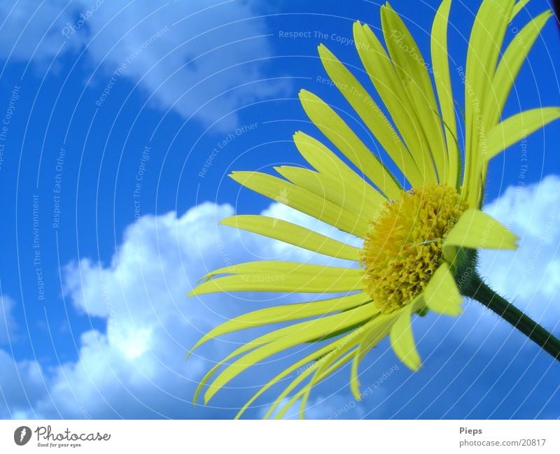 In the merry month... Colour photo Exterior shot Day Plant Sky Clouds Spring Beautiful weather Flower Blossom Garden Blue Yellow Spring fever Transience