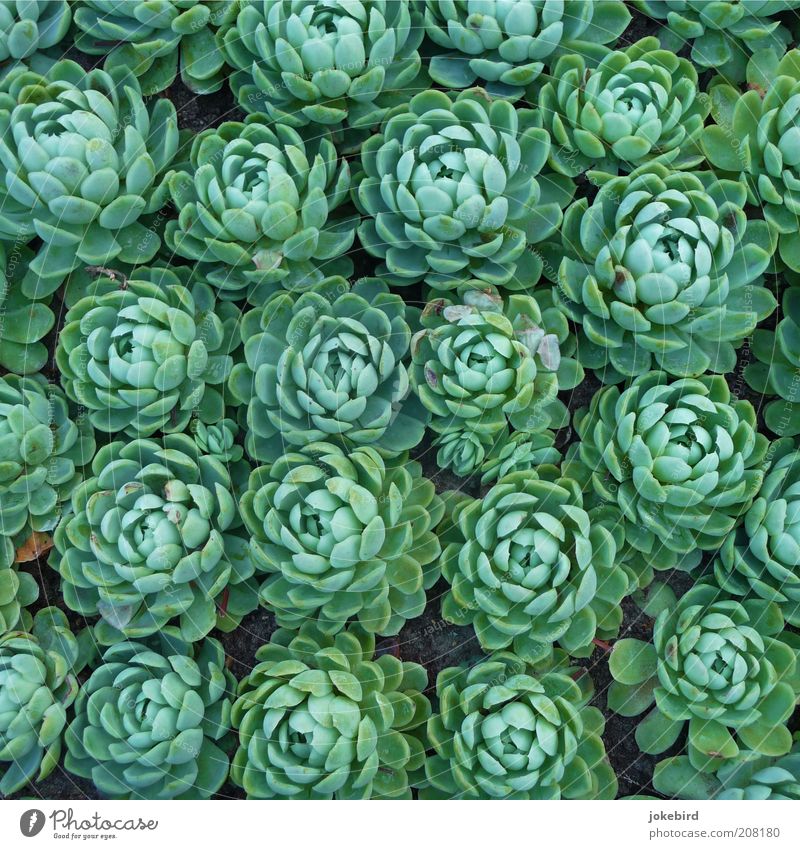 lettuce Plant Earth Succulent plants Growth Green Garden Bed (Horticulture) Many Together Multiple Side by side Accumulate Ornamental plant Leaf green