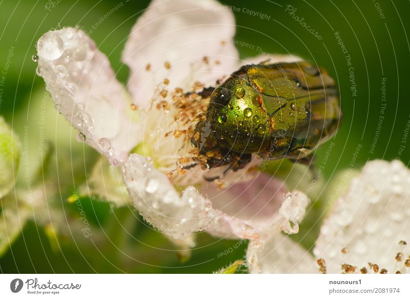 soaking wet Nature Animal Water Drops of water Spring Bad weather Rain Plant Flower Rose Leaf Wild animal Beetle Rose beetle 1 Blossoming To feed Crouch Crawl