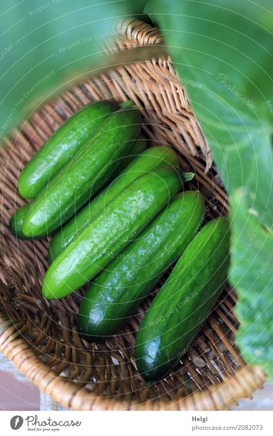 one last ... Food Vegetable Cucumber Nutrition Organic produce Vegetarian diet Nature Plant Leaf Garden Basket Wood Lie Fresh Healthy Delicious Natural Brown