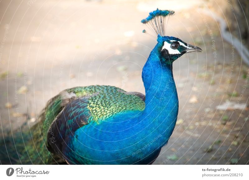 Peacock fur Nature Animal Bird Wing Peacock feather 1 Observe Looking Exceptional Exotic Curiosity Beautiful Blue Green Watchfulness Esthetic Colour