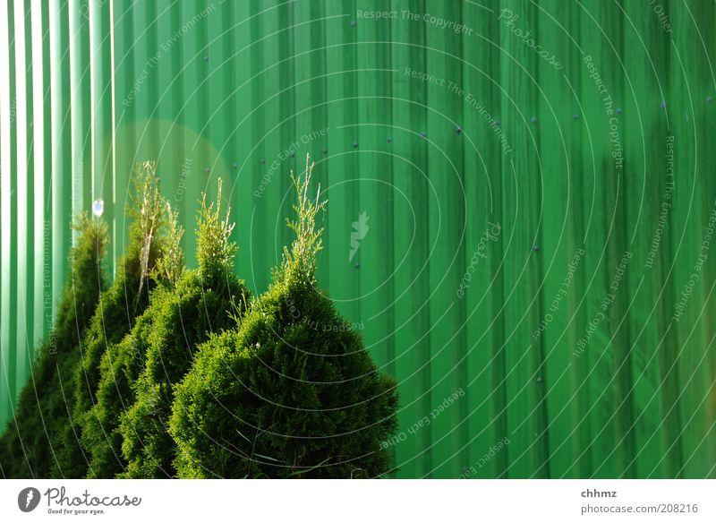 quartet Plant Bushes Foliage plant Metal Green Colour Back-light Row Thuja Colour photo Deserted Copy Space right Day Corrugated iron wall Behind one another