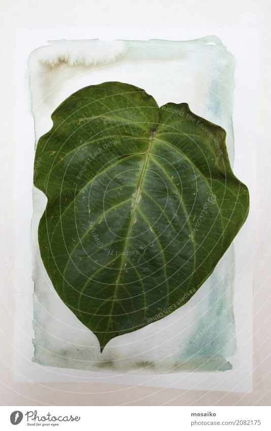 Herbarium. Granadilla leaf on paper background Art Painting and drawing (object) Nature Plant Leaf Exotic Esthetic Contentment Design Botany Watercolor