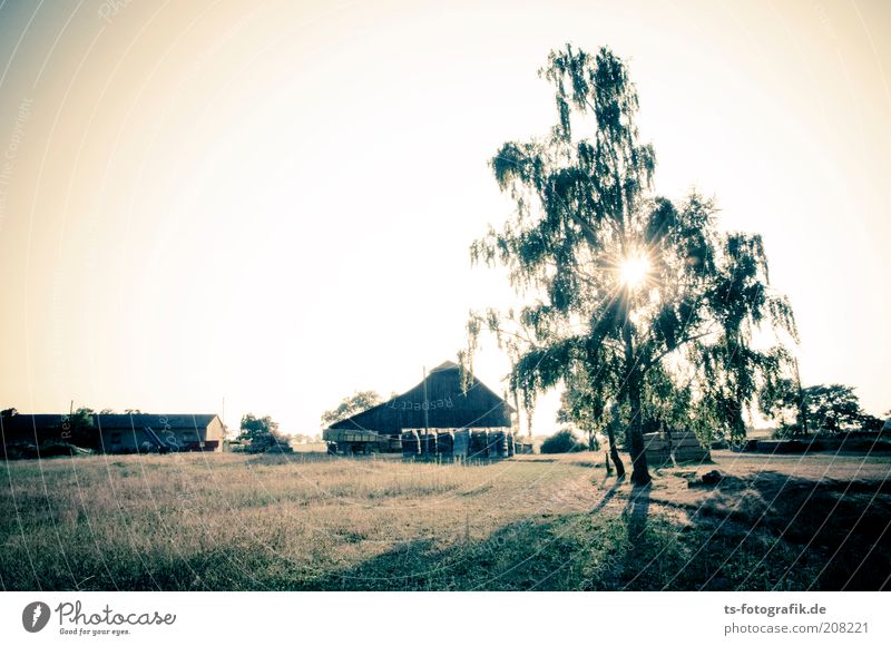 Rumpelstilzchen's dance floor Farm Barn Agriculture Environment Nature Landscape Sky Cloudless sky Sunrise Sunset Sunlight Summer Climate Climate change