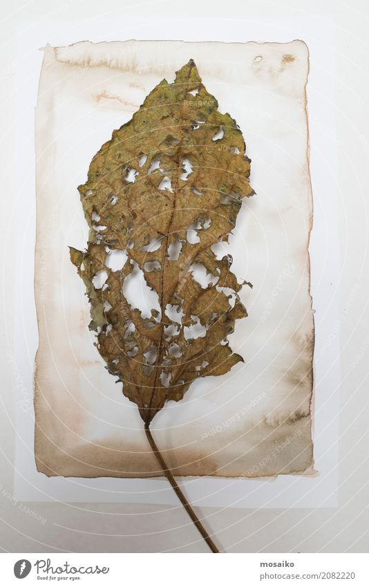 Herbarium. Old leaf on paper background - a Royalty Free Stock Photo from  Photocase