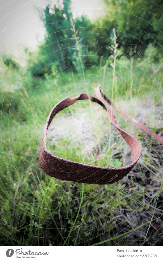 elapsed Environment Nature Landscape Plant Elements Earth Air Summer Climate Climate change Grass Old New Growth Ear of corn Past Meadow Tracks Subdued colour