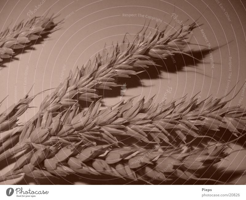 matter of ear Colour photo Interior shot Shadow Grain Plant Agricultural crop Field Healthy Wheat Blade of grass Sepia
