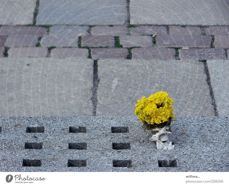 my favorite things Flower Yellow Places Gloomy Stone Gray Life Whimsical Transience Paving stone Paving tiles Bouquet Loneliness Doomed Forget Converse Hollow