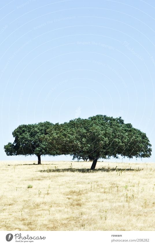 two Nature Landscape Summer Beautiful weather Drought Tree To dry up Growth Dry Calm Warmth 2 Hot Colour photo Exterior shot Deserted Copy Space top