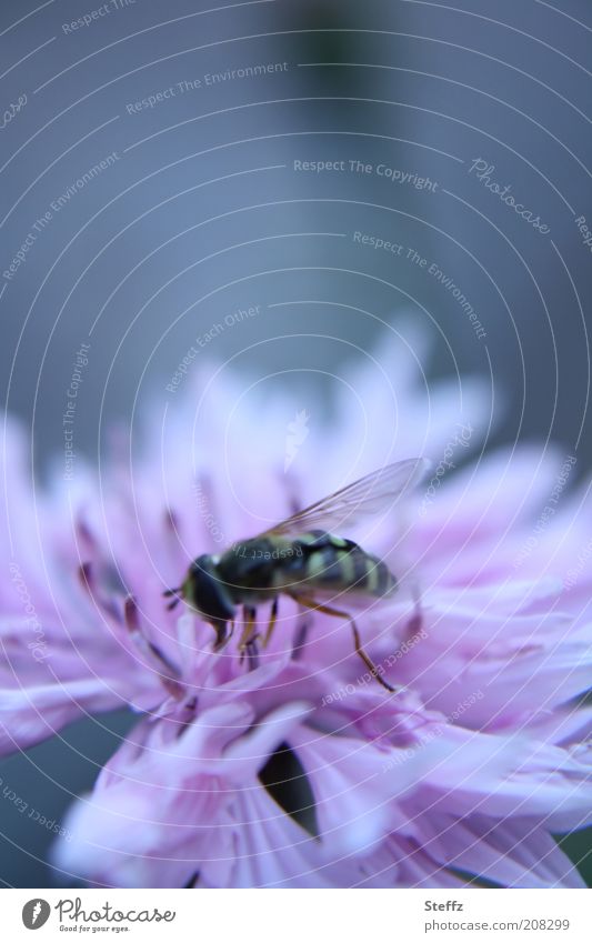 to tap sweet nectar on the flowering cornflower Cornflower Hover fly grey-blue blue-grey Fly eating blooming wildflower summer flower Summerflower Meadow flower