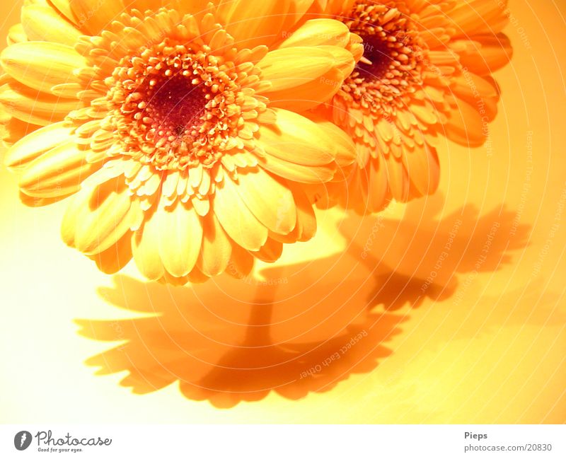Reality of the pleasant kind (2) Colour photo Interior shot Shadow Joy Plant Summer Flower Blossom Bouquet Blossoming Fresh Warmth Yellow Surprise Transience