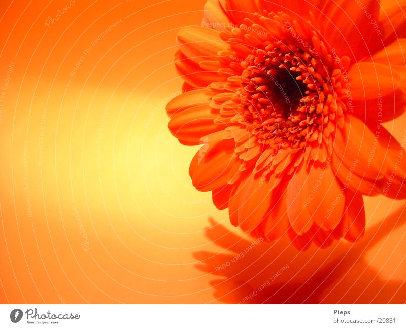 Reality of the pleasant kind (3) Colour photo Interior shot Shadow Joy Plant Flower Blossom Blossoming Transience Gerbera Orange