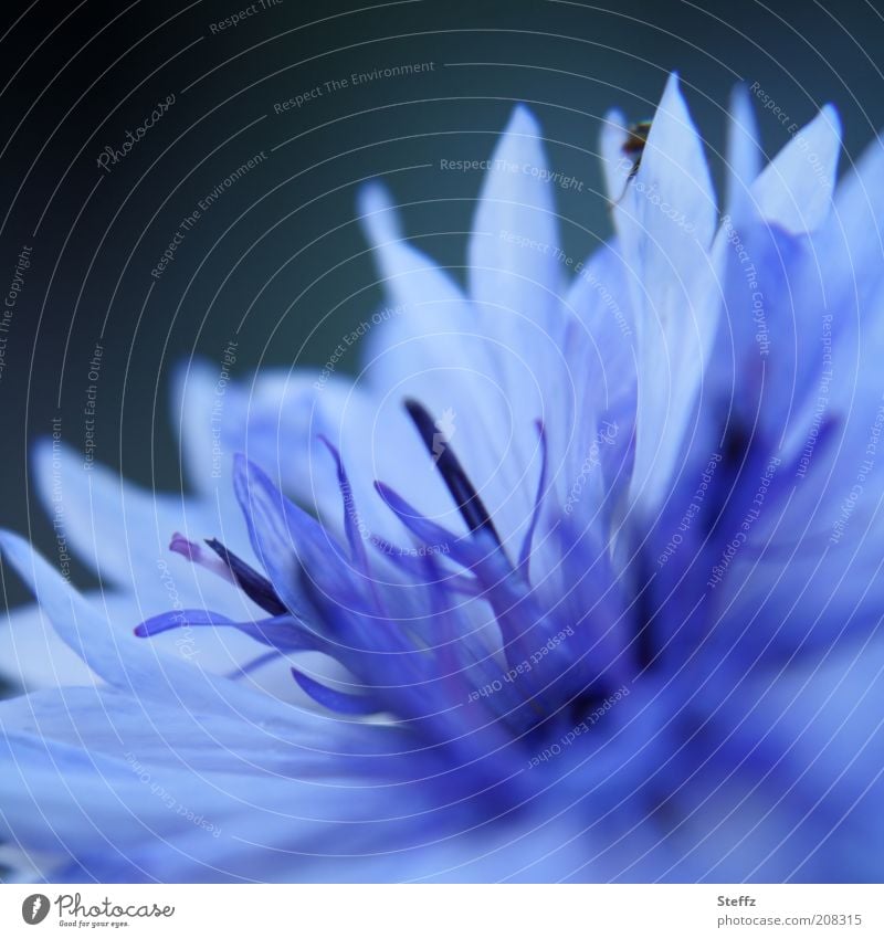 blue cornflower Cornflower cyanus Blue flower cornflower in bloom flowering flower Blue flower of romance blue blossom Meadow flower wild flower Uniqueness