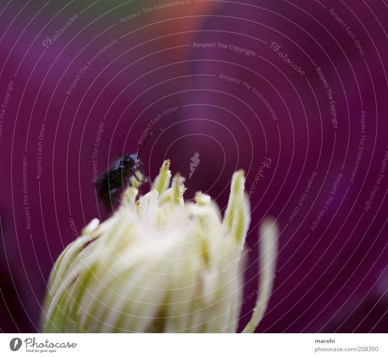 Is anyone there? Nature Plant Flower Blossom Animal Beetle 1 Small Violet Pistil Blur Colour photo Exterior shot Macro (Extreme close-up) Detail Delicate