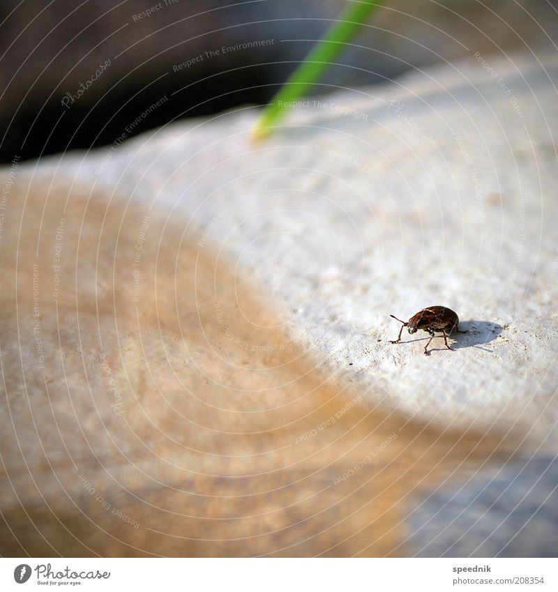 The little crawling Animal Wild animal Beetle 1 Crawl Small Brown White Environment Insect Colour photo Exterior shot Close-up Copy Space left Copy Space top