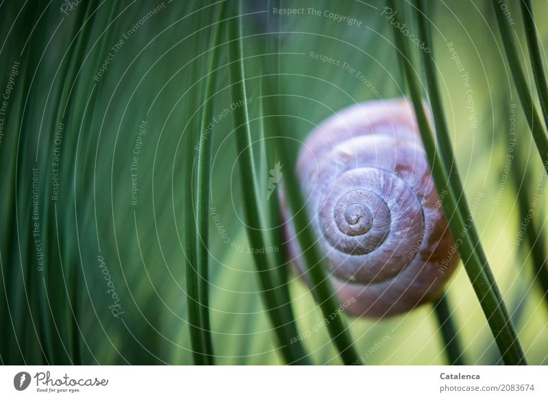 Behind pine needles is the snail shell of the Roman snail Nature Plant Animal Summer Tree Coniferous trees Pine needle Jawbone Garden Forest