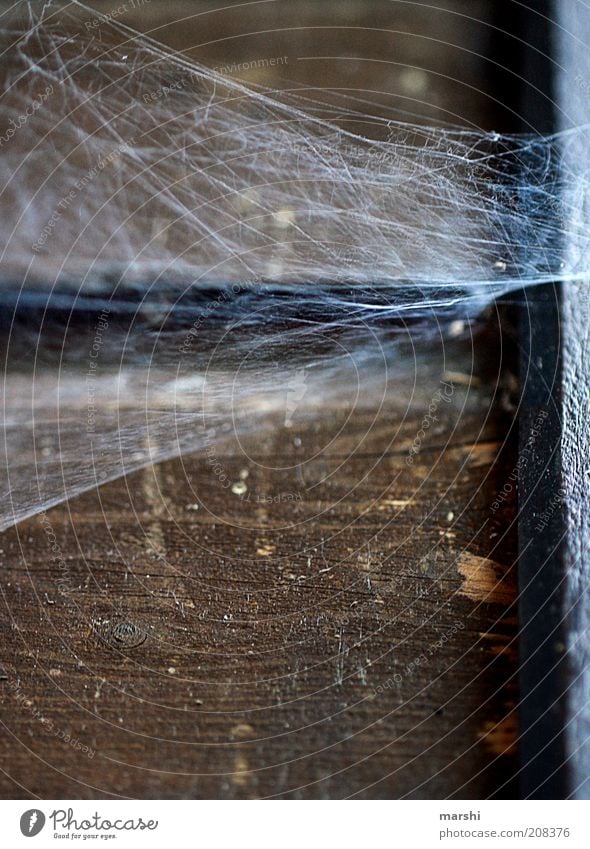 Spidermans Home Nature Old Spider's web Disgust Wood Wooden wall Dirty Colour photo Exterior shot Wooden board Corner Seam Derelict Shabby Past Brown