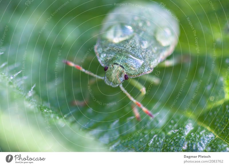 Green beetle after the rain Wild animal Beetle Animal face 1 Water Observe Glittering Funny Natural Multicoloured Turquoise Contentment Shield bug Colour photo