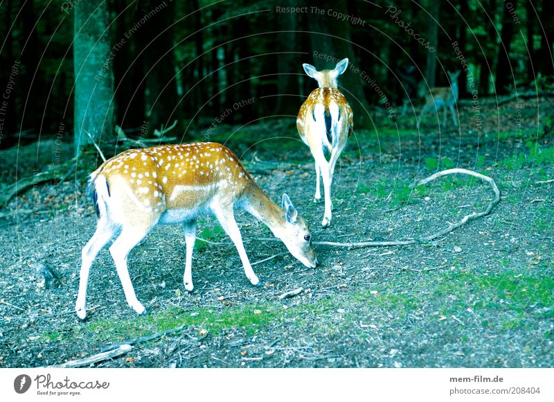 bambis friends Bambi Roe deer Wild animal Forest Fawn Point Fallow deer Deer Exterior shot Colour photo Deserted Group of animals Spotted To feed 3 Baby animal