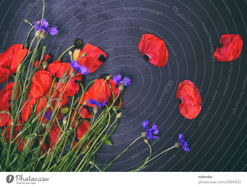Bouquet of field poppies and cornflowers Beautiful Summer Feasts & Celebrations Nature Plant Leaf Blossom Blossoming Natural Wild Blue Green Red Black Colour
