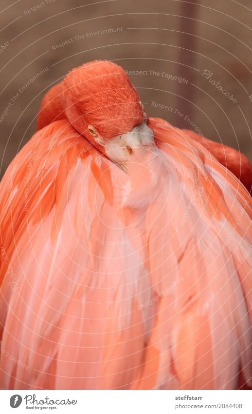 Pink Caribbean flamingo, Phoenicopterus ruber Animal Wild animal Bird Flamingo 1 Orange Red pink flamingo Wild bird breeding season wildlife avian fly egg