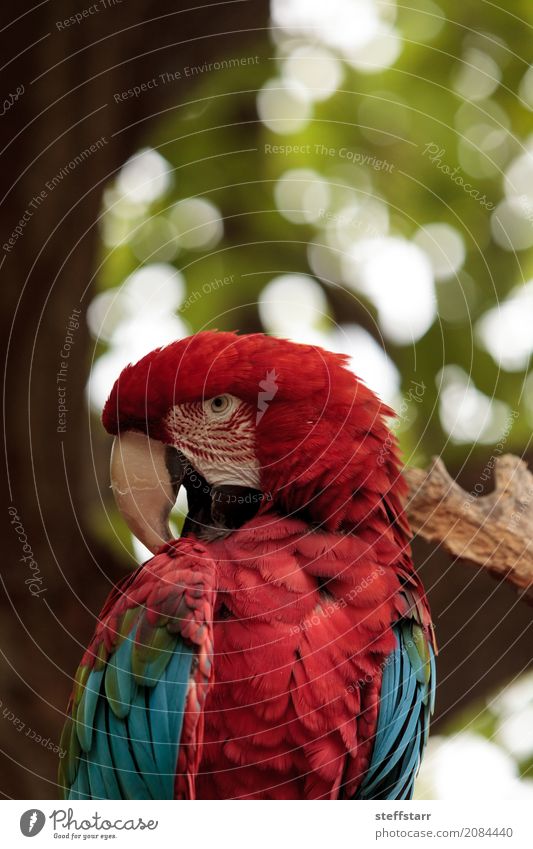 Green wing macaw Ara chloropterus Tree Animal Wild animal Bird 1 Blue Red red and green macaw endangered South America parrot Wild bird wildlife avian colorful