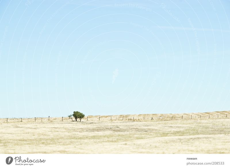 little trees Environment Nature Landscape Sand Cloudless sky Beautiful weather Warmth Drought Tree Field Hill Desert Infinity Hot Bright Dry Steppe Colour photo