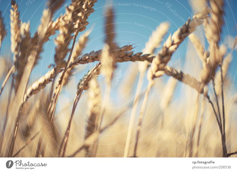 Wheat 2 Grain Agriculture Nature Plant Sky Cloudless sky Sunlight Summer Beautiful weather Agricultural crop Wheatfield Wheat ear Field Moody Exterior shot Day