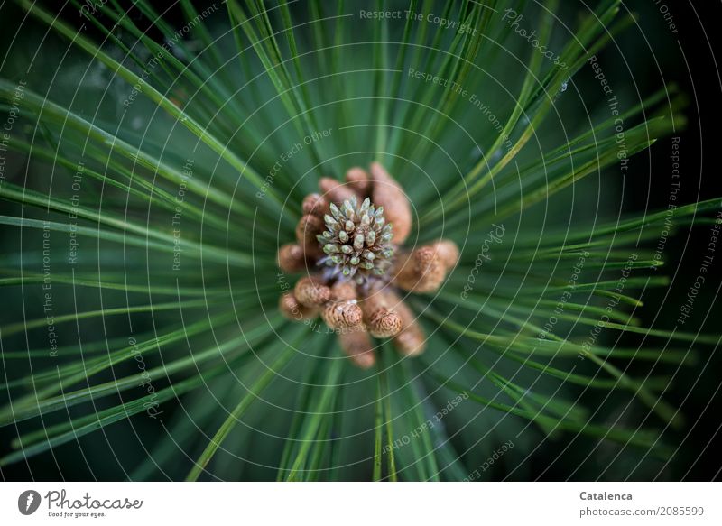 Growth of a pine branch Nature Plant Summer Tree Blossom pine blossom pine needles Garden Forest Blossoming Esthetic Brown Green Black White Anticipation