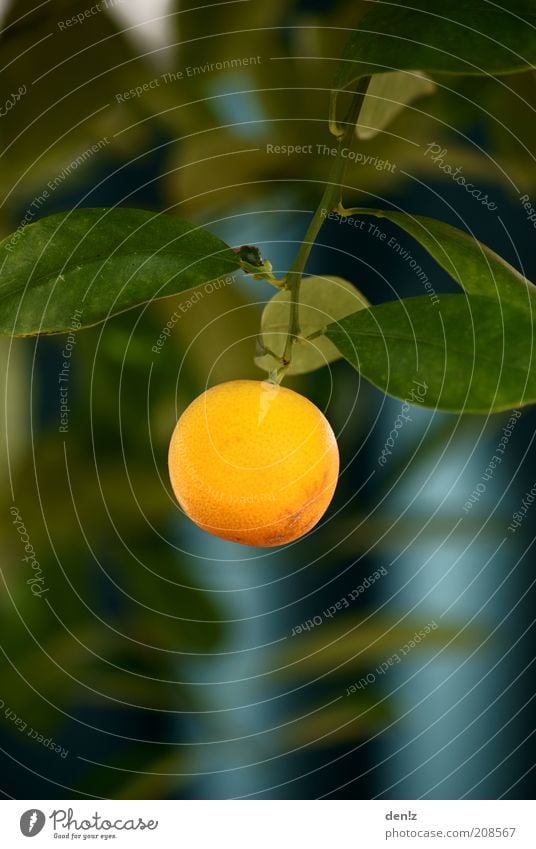 Lonely Orange Nature Summer Beautiful weather Tree Fruit trees Orange tree Hang Growth Healthy Delicious Round Warmth Colour photo Exterior shot Close-up Day