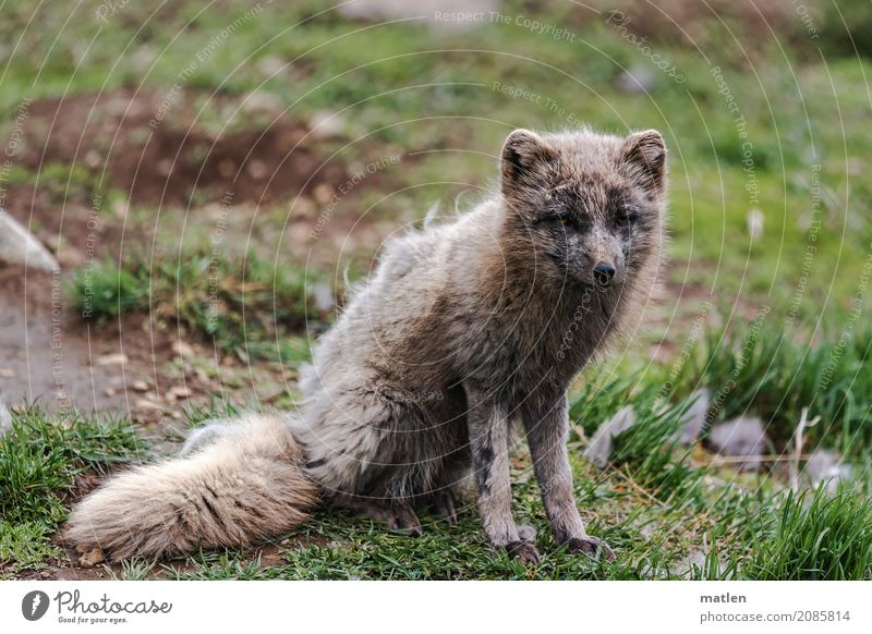 arctic fox Nature Animal Spring Grass Meadow Wild animal 1 Observe Sit Tails Pelt change of coat Colour photo Exterior shot Close-up Deserted Copy Space left