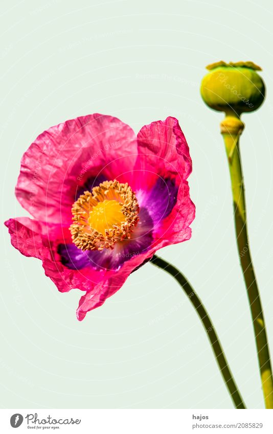 Opium poppy, flower and capsule Intoxicant Medication Plant Blossom Violet Addiction Poppy Capsule opium Alkaloid narcotic pharmacy Poison Asia Close-up
