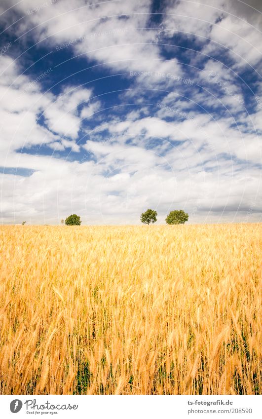 The field of the spike II Environment Nature Landscape Plant Sky Clouds Summer Beautiful weather Tree Agricultural crop Grain Grain field Ear of corn Field