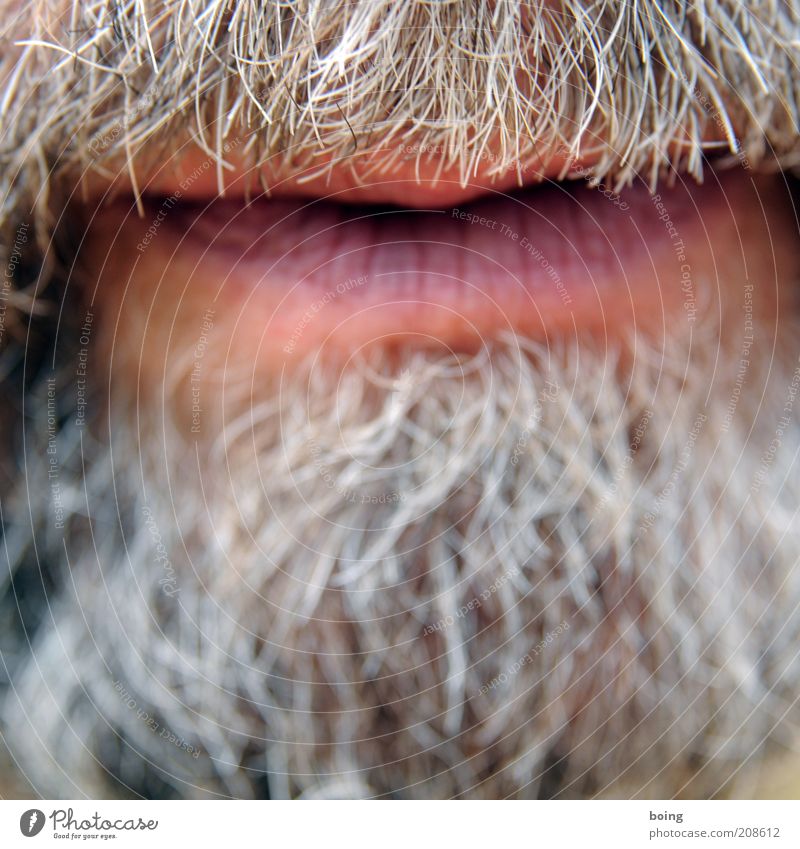 Nutella in a beard makes the hair soft Masculine Mouth Lips Gray-haired Facial hair Beard Breathe To talk Growth Thorny Close-up Man`s mouth Beard hair Groomed