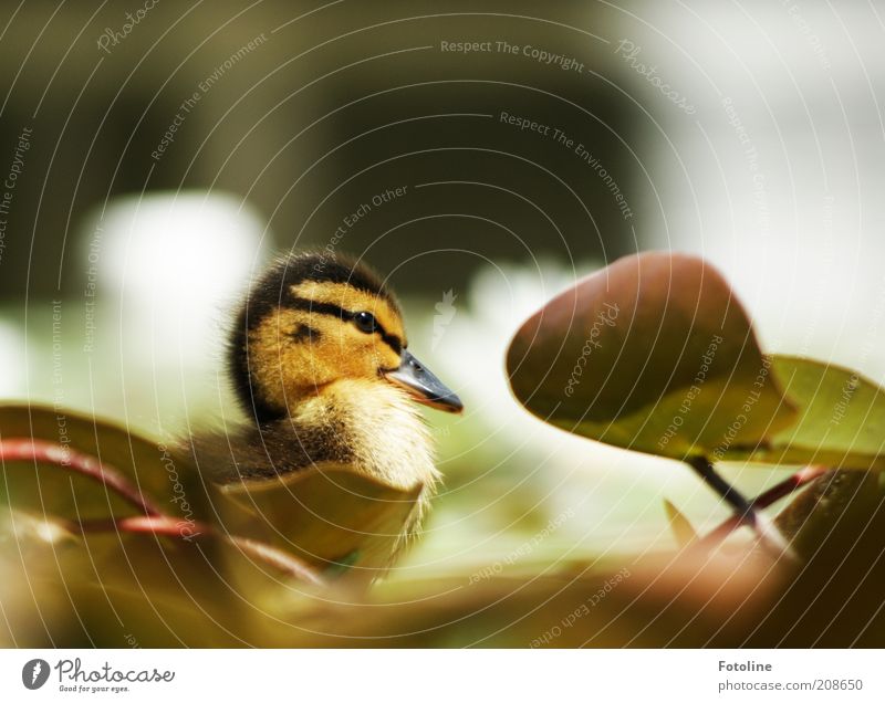 snatch Environment Nature Plant Animal Spring Warmth Leaf Lakeside Pond Wild animal Bird Animal face Baby animal Bright Soft Water lily leaf Chick Duckling Beak