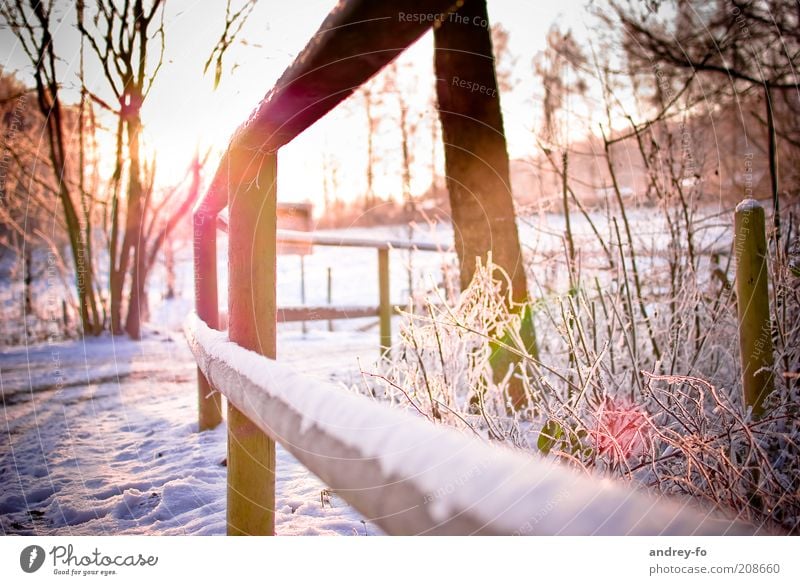 Sunset in winter Nature Sunrise Sunlight Winter Beautiful weather Ice Frost Snow Tree Garden Lanes & trails Wood White Fence Winter's day Cold