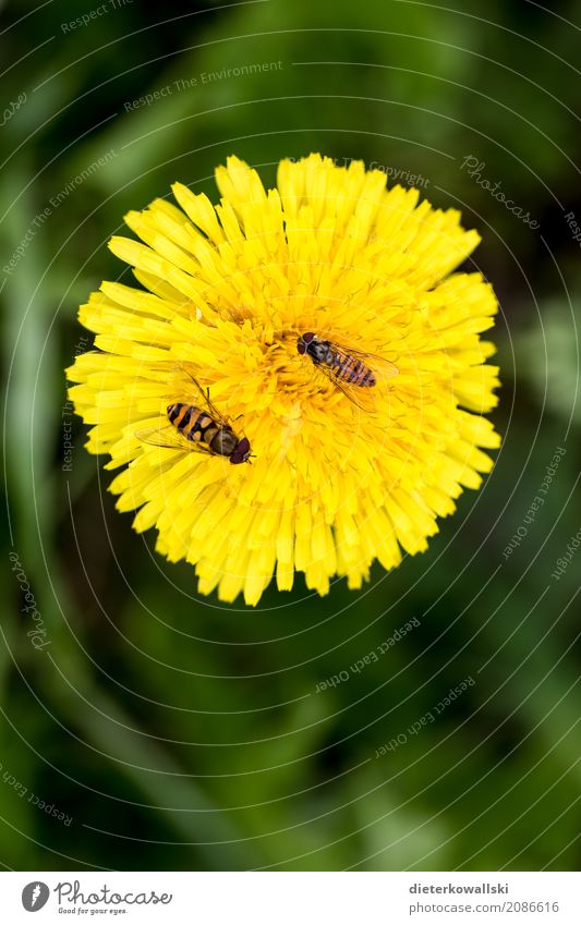 Dandelion with insects Environment Nature Landscape Plant Animal Spring Summer Flower Grass Garden Park Meadow Field Farm animal Wild animal Fly Bee Wing Flying