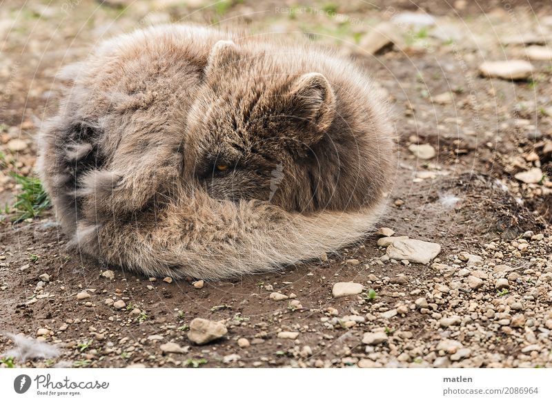 bundle Animal Animal face Pelt 1 Sleep Round Brown Gray curl Wink arctic fox Colour photo Subdued colour Exterior shot Deserted Copy Space left Copy Space right