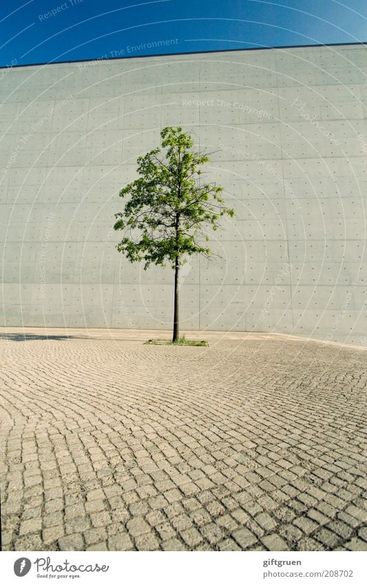 loner Sky Cloudless sky Plant Tree Wall (barrier) Wall (building) Growth Resist Loneliness Street Cobblestones Paving stone Gray Shadow Unnatural Concrete