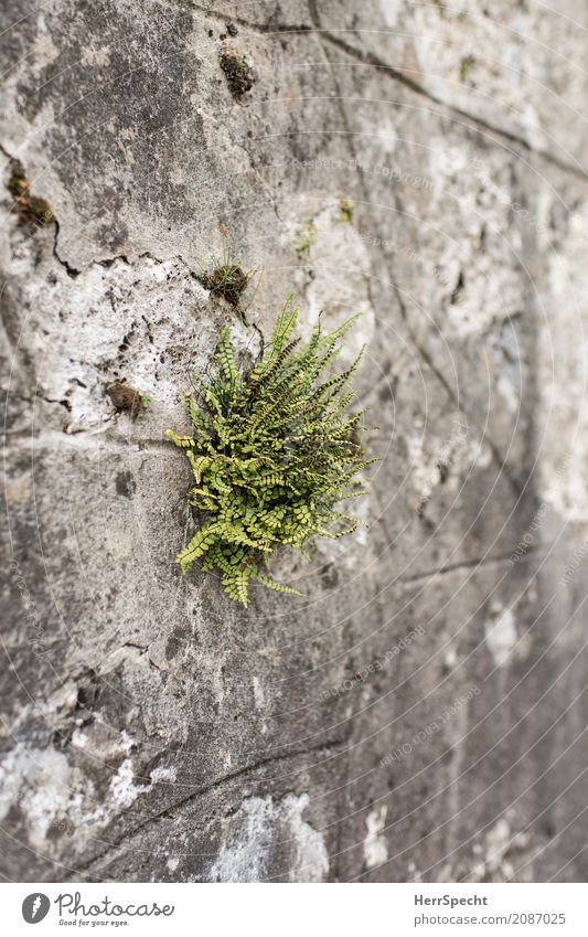 offshoot Nature Plant Fern Leaf Foliage plant Park Old town Manmade structures Wall (barrier) Wall (building) Poverty Natural Rebellious Dry Gray Green
