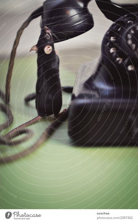 phone mice? Mouse Animal Pet Mammal Tails Cable To call someone (telephone) Telecommunications Receiver Earpiece Old phone Telephone Rotary dial Bakelite Phone