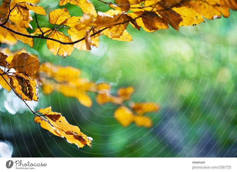 beginning of autumn Nature Sunlight Autumn Tree Leaf Beech tree Beech leaf Autumn leaves Autumnal Early fall Autumnal weather Autumnal colours