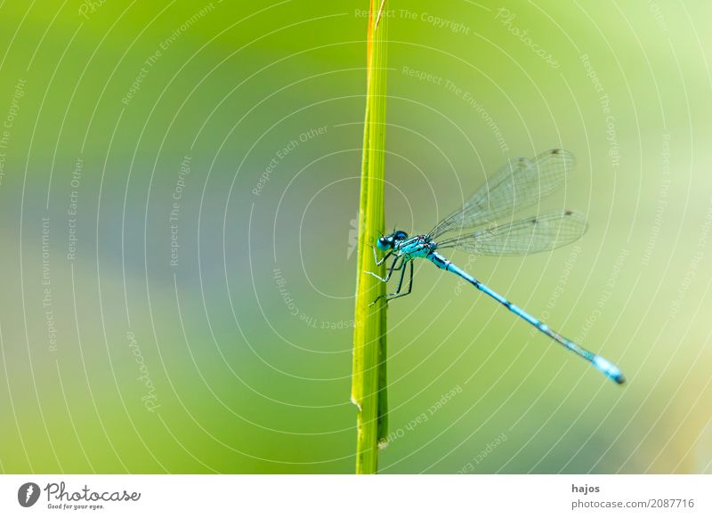 Horseshoe Dragonfly, Coenagrion puella Life Environment Nature Animal Water Pond Wild animal Sit Blue Environmental protection Common Blue Damselfly  Insect