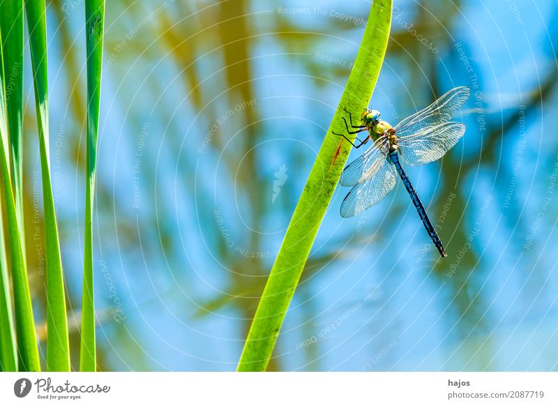 Great Royal Dragonfly, Anax imperator, male Life Summer Environment Nature Animal Water Pond Wild animal Sit Large Emperor dragonfly masculine Big dragonfly