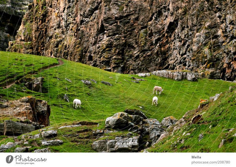 Scha(r)edged Environment Nature Landscape Meadow Rock Mountain Animal Farm animal Sheep 3 To feed Gravel Stone Idyll Colour photo Exterior shot Deserted Day