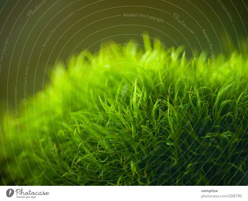 nothing going on Environment Nature Plant Water Foliage plant Exotic To enjoy Warmth Soft Green Environmental protection Moss Carpet of moss Colour photo