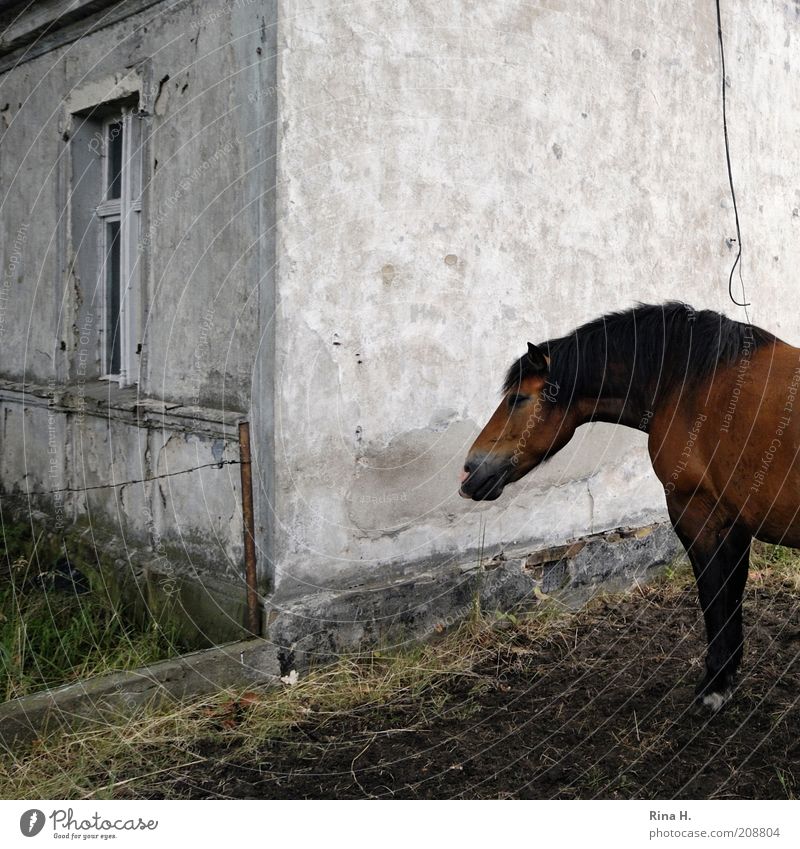 There's a horse in the garden. Animal Pet Horse 1 Stand Poverty Brown Rural House (Residential Structure) Gloomy Subdued colour Exterior shot Deserted