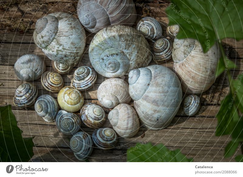 Snail shell Sammelsurium Summer Plant Leaf Weed Garden Wood Lie Esthetic Together Brown Yellow Gray Green Pink Black Silver White Moody Accumulation Environment